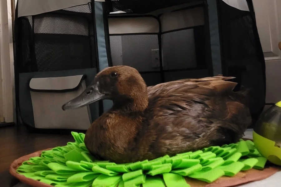 Enrichment Toys for Ducks: Keeping Your Ducks Active and Happy